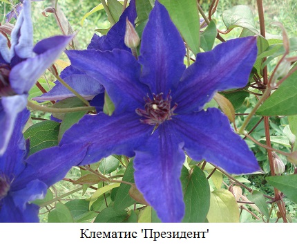 фото Клематис 'Президент' 